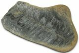 Fossil Fern (Pecopteris) Nodule Pos/Neg - Mazon Creek #325903-2